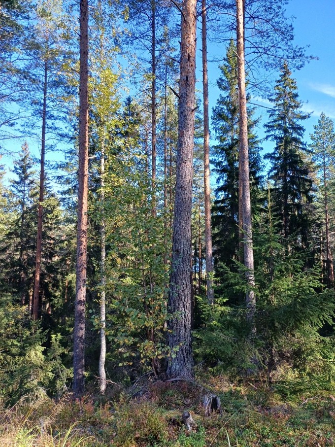 Salpausselän metsissä tehdään metsänhoitotöitä