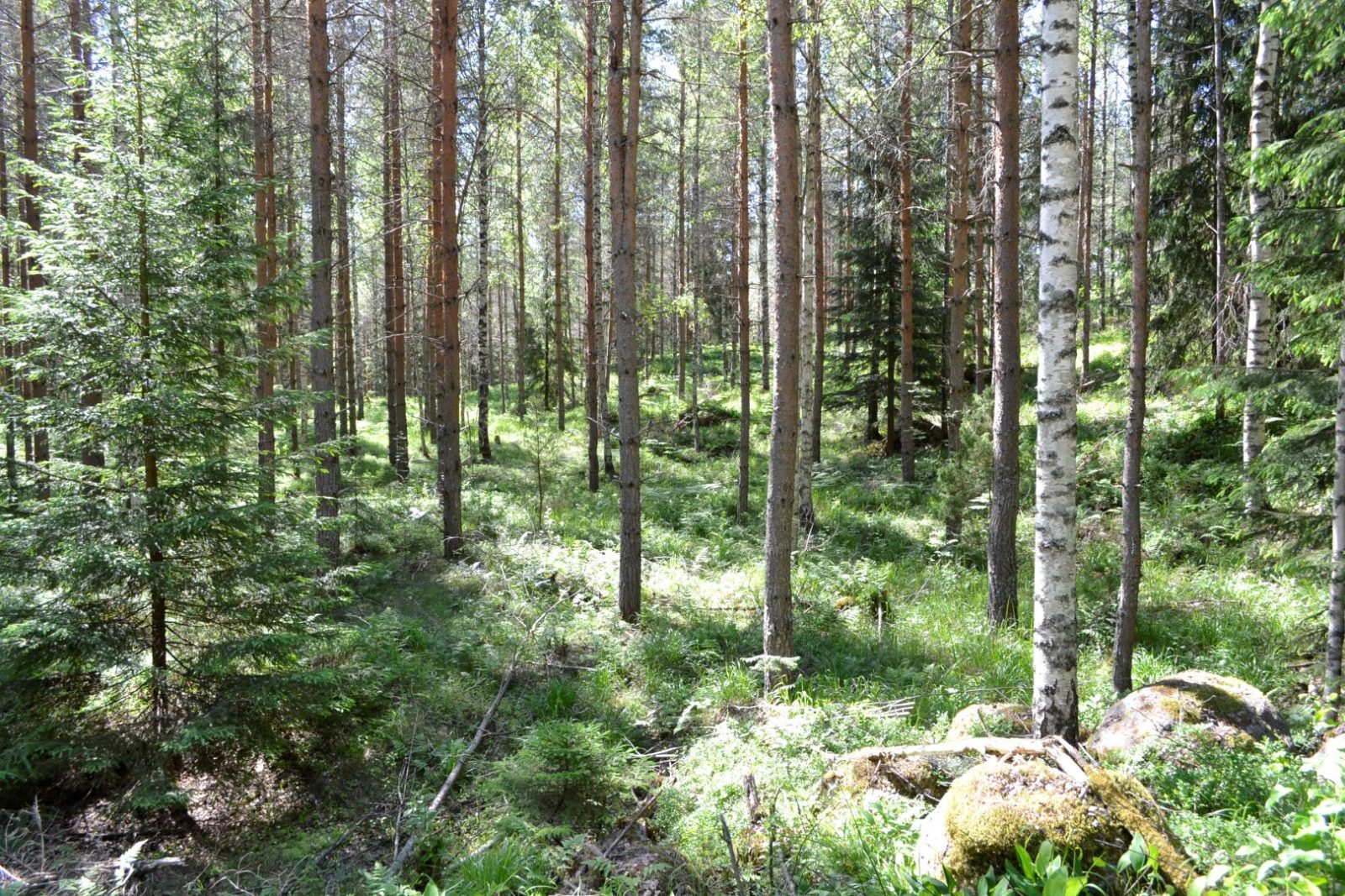 Lahti kutsuu asukkaita siivoustalkoisiin, puunhalausretkelle ja yöpymään metsään