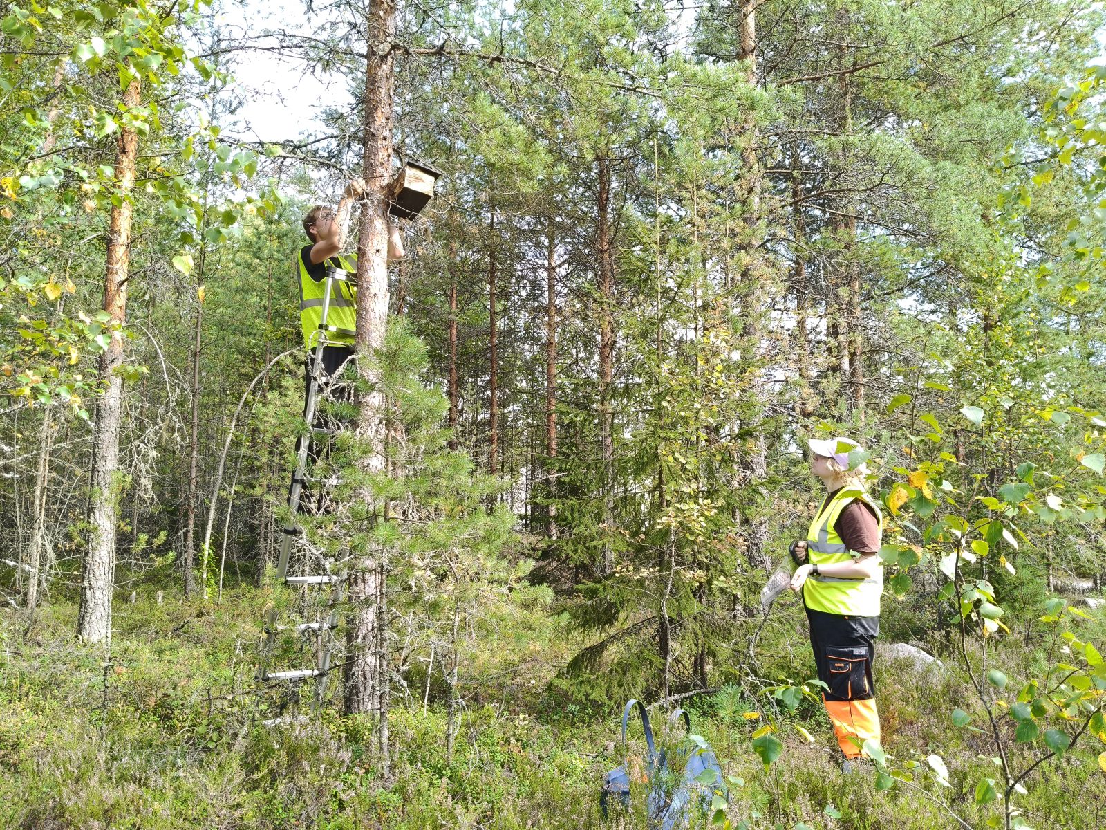 Kolme lahtelaista yritystä toteutti luontokokeiluja tonteillaan